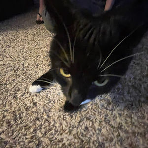 Meet your Posher, Ryan